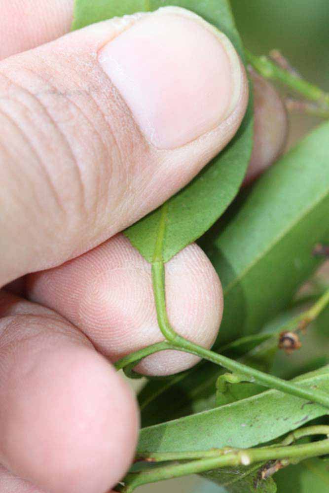              Petiole (Riverside, CA)       